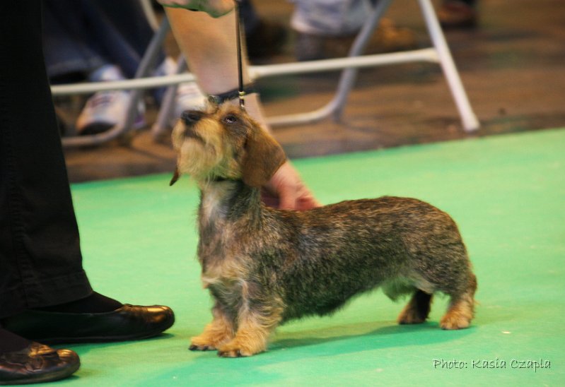 Crufts2010 618.jpg